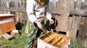 Матки с Кисловодска -Подсаживаем в отводок матку карника-Обзор матак карника от  матковода-карника