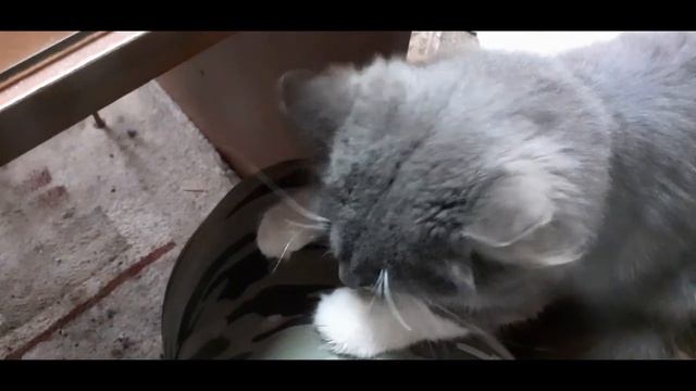 Кот и крысята. смотреть онлайн