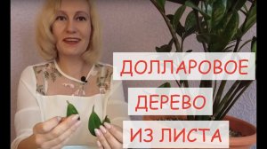 Как научиться размножать долларовое дерево (замиокулькас)  листом.