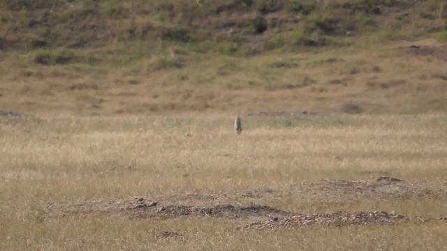 Wyoming Prairie Dog Hunt: Part 3 смотреть онлайн