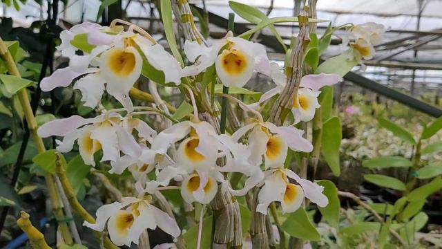 Dendrobium Signatum