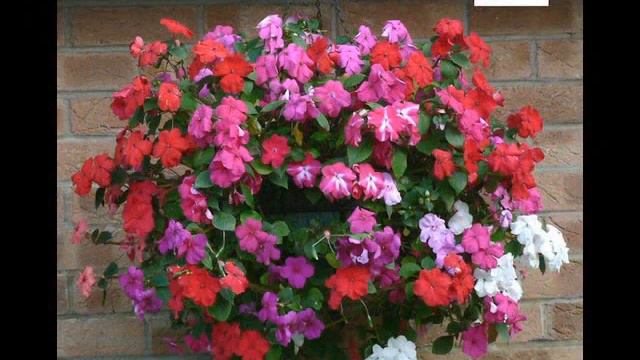 Hanging Basket Ideas.Cestas de flores colgantes.Opknoping mand ideeën.You are going to love it. смотреть онлайн