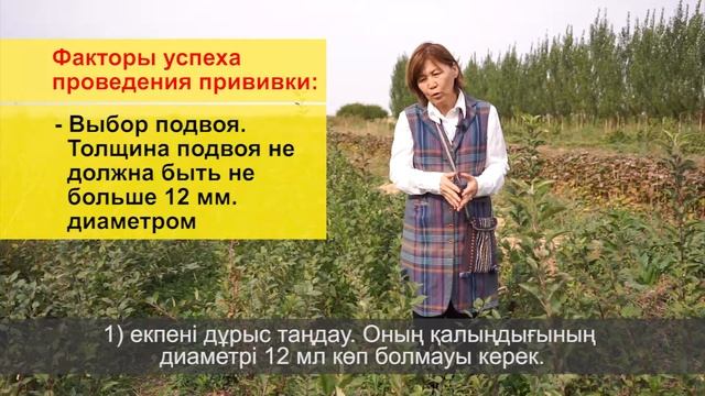 Летняя прививка плодовых культур смотреть онлайн