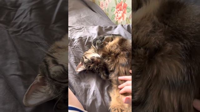 Ещё одна радость моего сердца - Бастет! смотреть онлайн