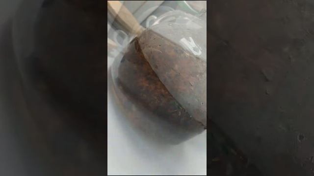 Как заварить анчан? смотреть онлайн