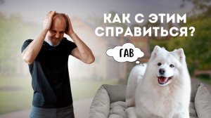 Лай. Как бороться с беспрерывным лаем. Как отучить собаку лаять дома. Причины лая собак.