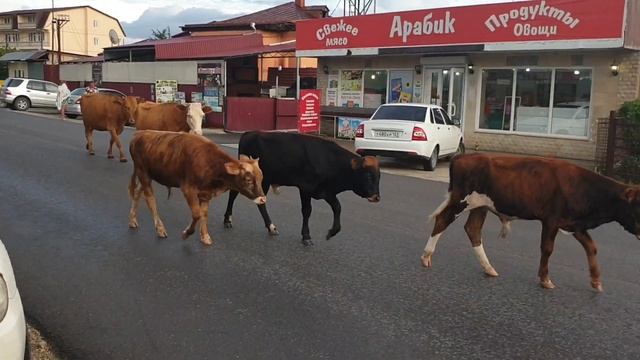 Абхазия (часть 1) Цандрипш. смотреть онлайн