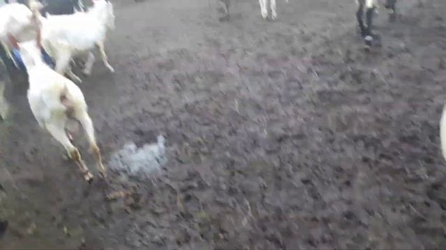 Соловьи поют,козы ходят.Жалко,нет кнута для козла.Отвезла сыры.Купила нарядов смотреть онлайн