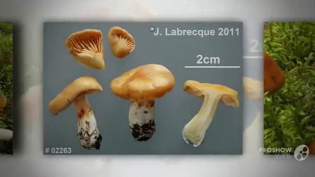 Cortinarius vibratilis - fungi kingdom смотреть онлайн