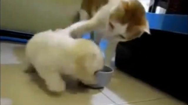 Щенок и кот. Детская площадка. смотреть онлайн