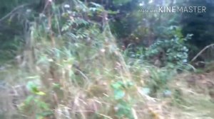 ОХОТА НА КАБАНА С НОЖОМ И ЛАЙКОЙ