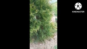 Туя в несколько стволов. Режим или не режим?