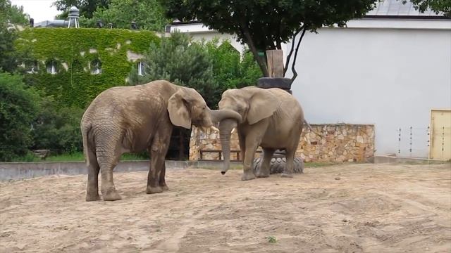 ELEPHANT Facts For Kids - Information About Elephants For Children, Elephant Sounds | Kiddopedia