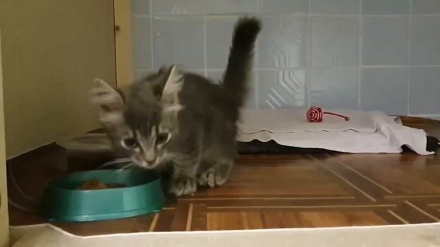 Семейная пара из Мурманской области спасла котенка от лисы смотреть онлайн