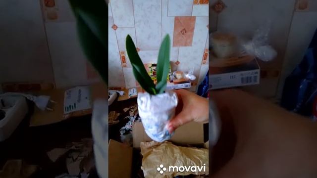 Распаковка орхидеи Сапфир. Часть 1 смотреть онлайн