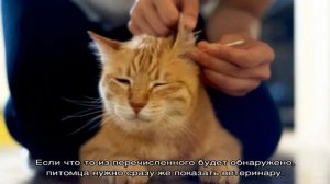 Сколько живут коты в домашних условиях кастрированные: срок жизни