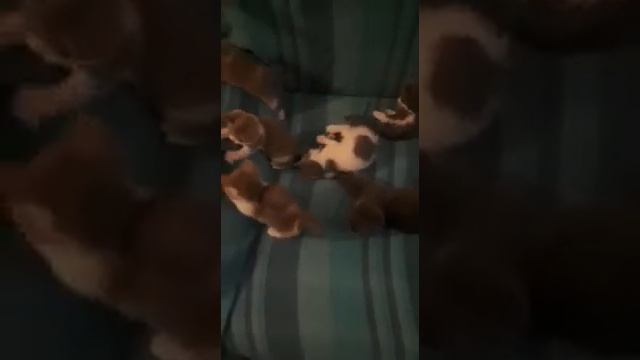 БРИТАНСКИЕ КОТЯТА | котятам 3 месяца | игры с котятами смотреть онлайн