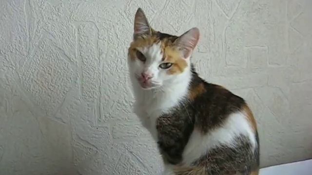 Кошка Кузя проснулась на колонке 43 -:) смотреть онлайн