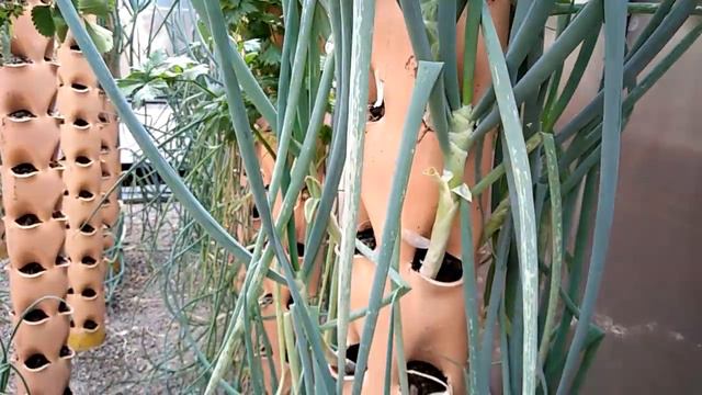 Aquaponics Systems in Kenya смотреть онлайн