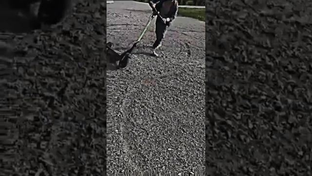 #лайк #memes #подпишись #meme #рек #рекомендации #смех #грозный #standoff2 #аркана #электросамокат смотреть онлайн