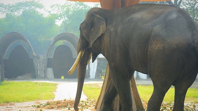 Delhi Zoo Wild Animals Captured on Nikon D5200: Check out the incredible wildlife shots! смотреть онлайн