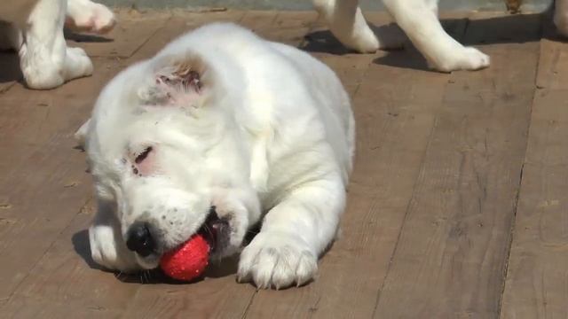 Белый Лекарь.   Щенки CАО - в продаже. Помет 