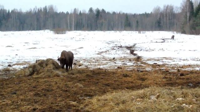 Зубры в Усть Кубинском районе смотреть онлайн