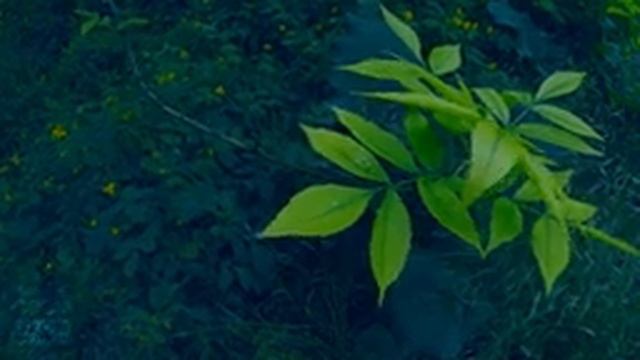 Красивая природа после дождя для релаксации и сна в съемках Slow motion смотреть онлайн
