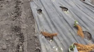 Правильная посадка фриго рассады клубники