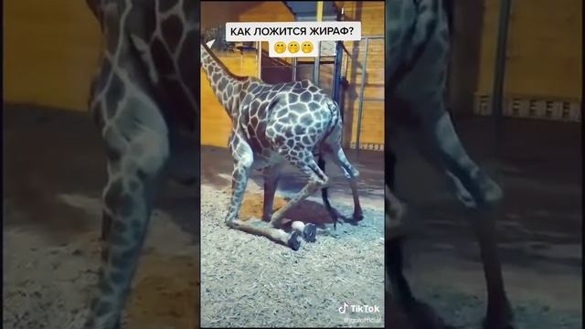 А вы знали как ложится жираф? смотреть онлайн