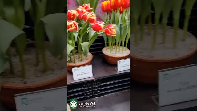 Tulips, Lilies, Hyacinths & Narcissi At Jan De Wit En Zonen