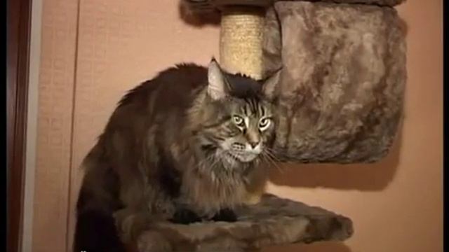 Кошка породы Мейн-Кун самая длинная кошка смотреть онлайн