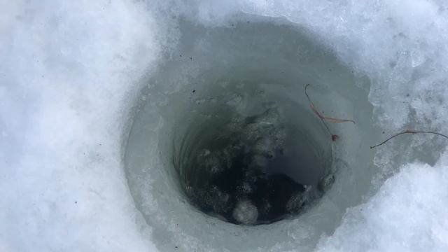 25.03.2018 Савельево Ольго, вечерний выход ловля онлайн смотреть онлайн