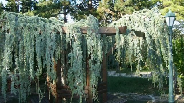 Болгария Балчик ботанический сад на берегу моря смотреть онлайн