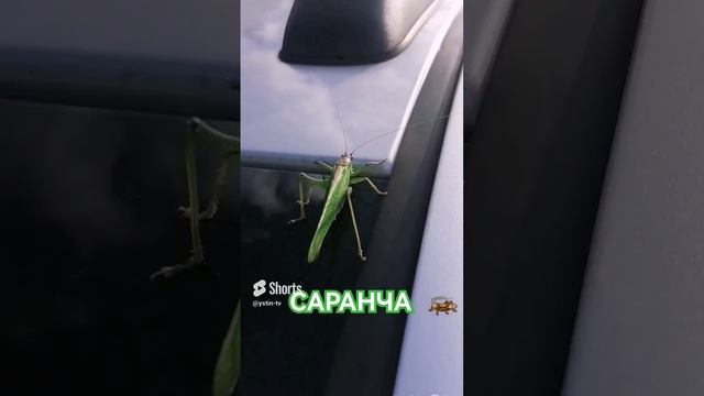 САРАНЧА ВЕРХОМ НА МАШИНЕ. #shorts смотреть онлайн