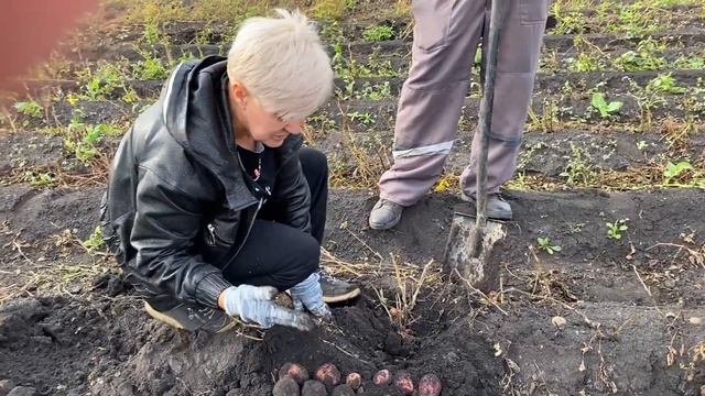 Легендарный ранний сорт картофеля !