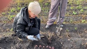 Легендарный ранний сорт картофеля !