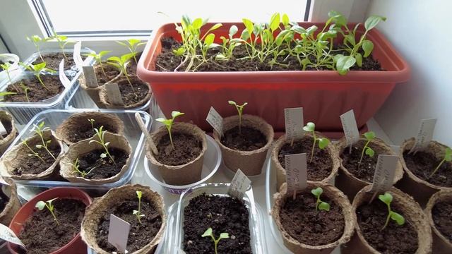 РАССАДА на 2021 год и ОГОРОД на ПОДОКОННИКЕ / Сад огород своими руками смотреть онлайн