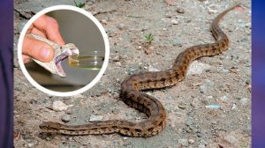 §22 "Значение животных в природе и жизни человека", Биология 5 класс, Сивоглазов, Плешаков.mp4