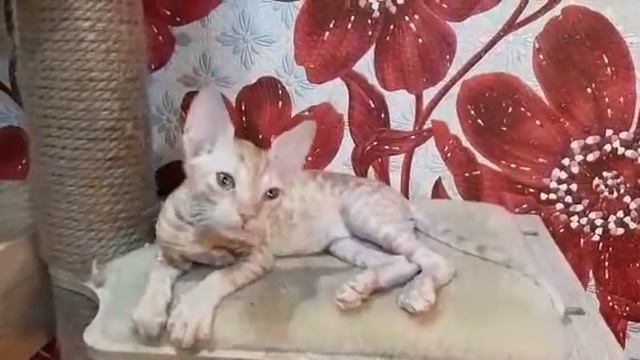 Красный котёнок уральский рекс,ласковое чудо! смотреть онлайн