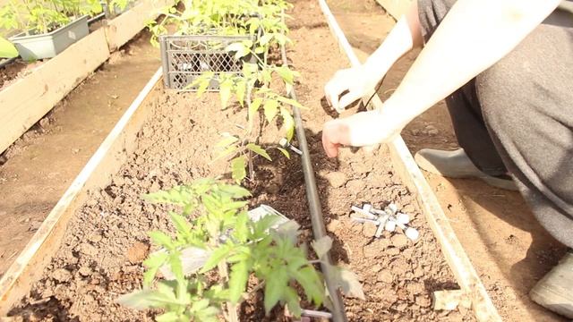 капельный полив на пнд трубе смотреть онлайн