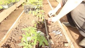 капельный полив на пнд трубе