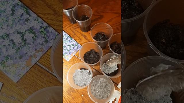 Шок! Выращивание рассады без черной ножки! смотреть онлайн