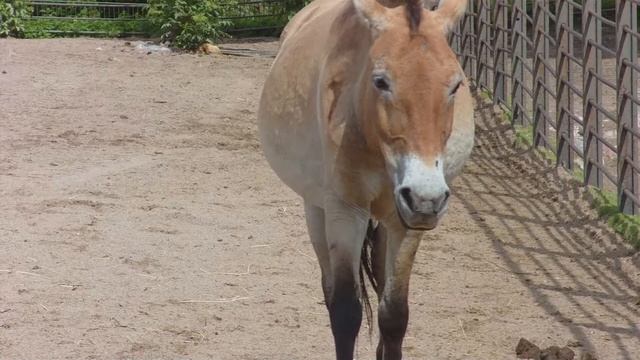 Korkeasaari zoo in Finland смотреть онлайн