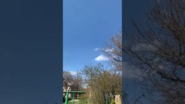 Агасиевские бойные голуби, пискун Николая Буглова Ростовская область. смотреть онлайн