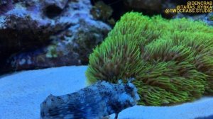 мягкие кораллы в морском аквариуме | морской аквариум для начинающих | морской аквариум