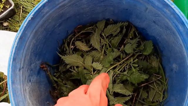 Лучшее удобрение в начале лета! Крапива смотреть онлайн