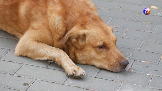 Выкса ТВ: кадр дня смотреть онлайн