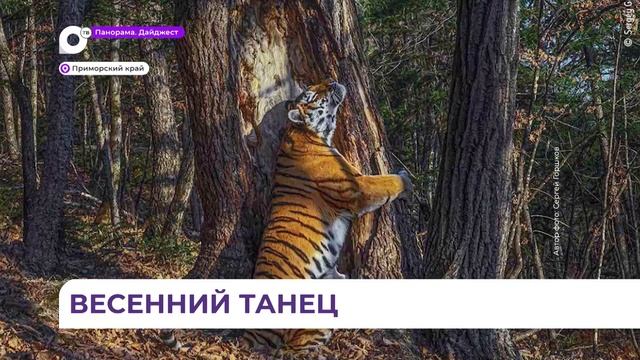 Таёжный танцор попал в фотоловушку в приморском национальном парке «Земля леопарда» смотреть онлайн