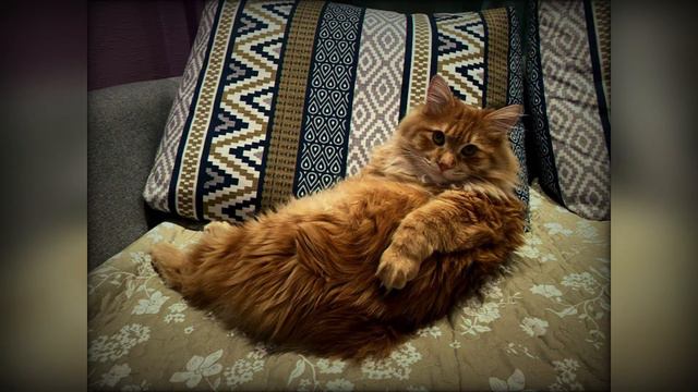 Как понять, что коту скучно? смотреть онлайн